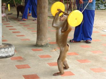 monkey show