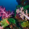 Soft coral colony , Similan island Thailand