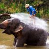 Big elephant bathing in the river and spraying himself with water, guided by their handler