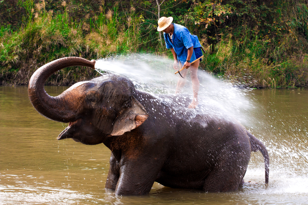 Big elephant bathing in the river and spraying himself with water, guided by their handler