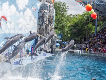 BANGKOK - July 27: Instructors perform with Dolphins at show, Safari world on May 27, 2015 in Bangkok, Thailand.