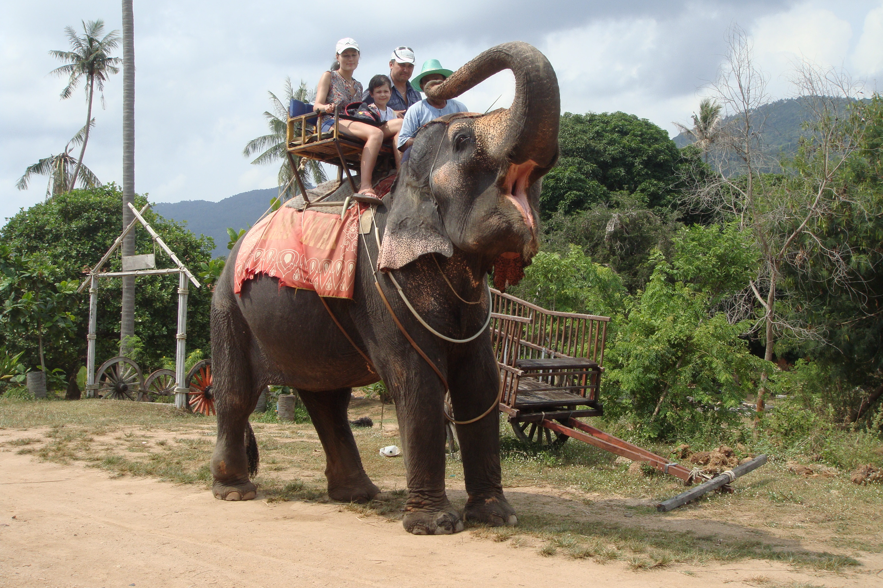 elephant ridding