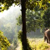 Horizontal-Image-of-Mahout-Riding-Elephant-in-Thailand