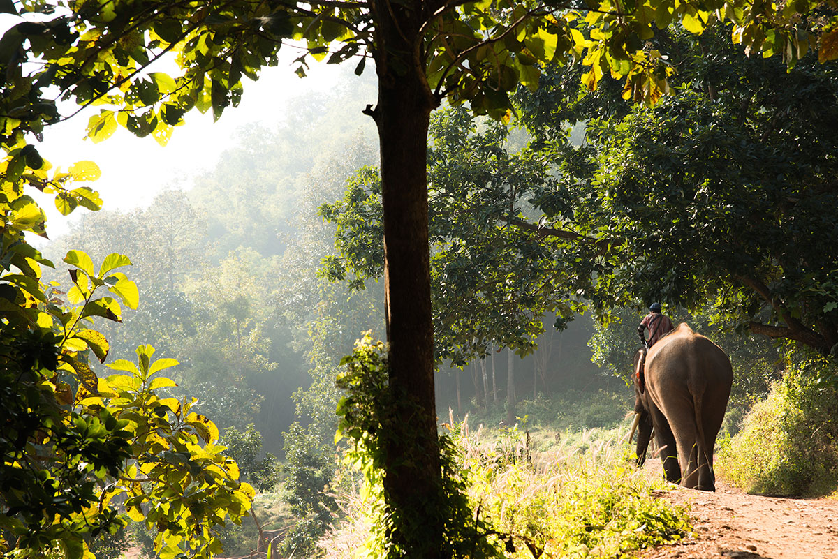 Horizontal-Image-of-Mahout-Riding-Elephant-in-Thailand