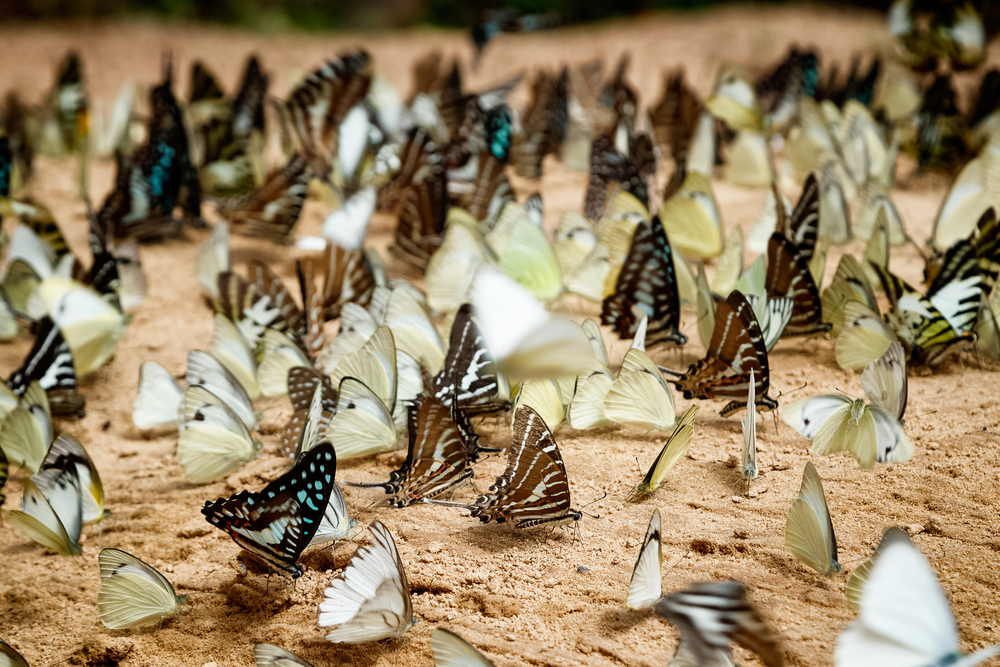 Diversity of butterfly species,Butterfly eating Salt licks on ground at Pangsida national park Sakaeo,Thailand