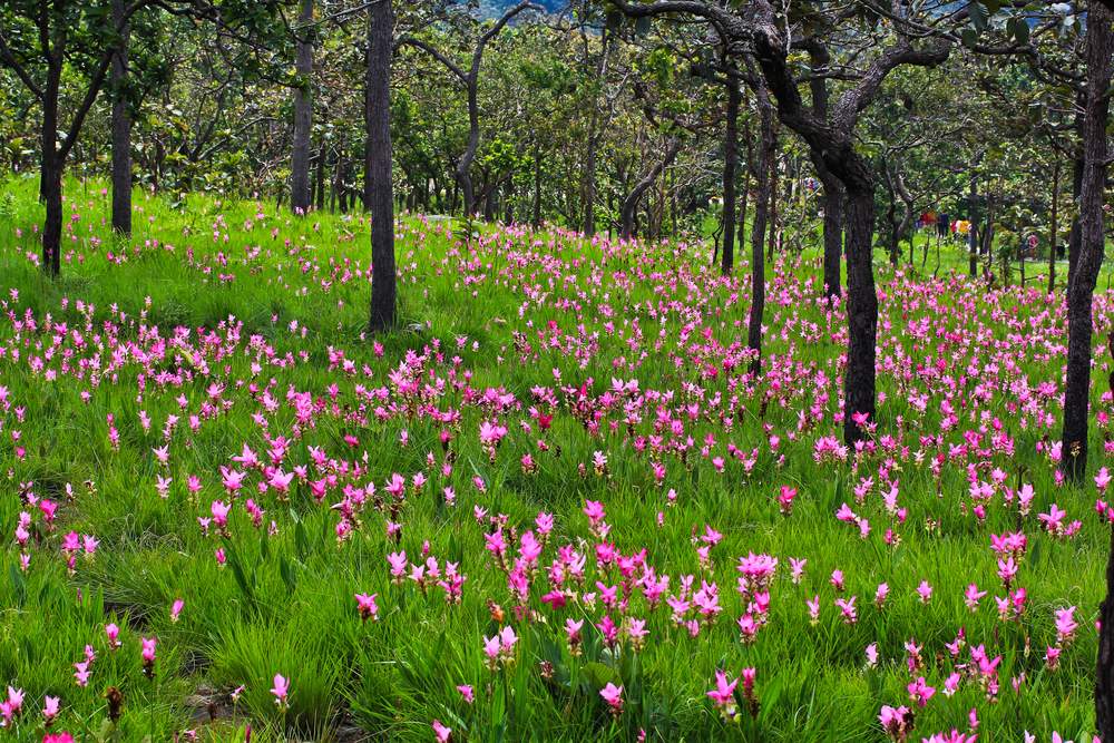 flower Wild siam tulips blooming in the jungle in Chaiya phoom,
