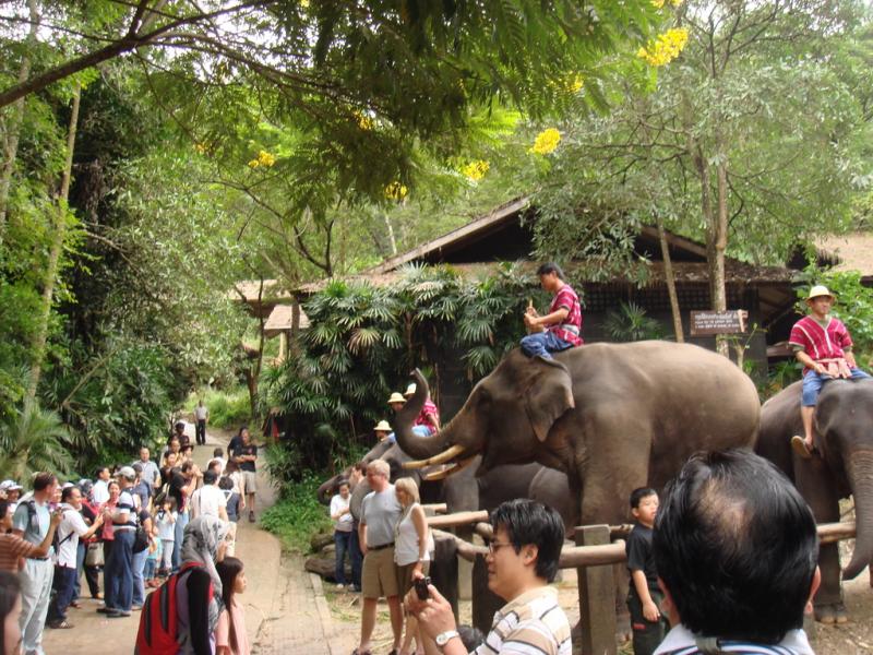 chiangmai elephant camp