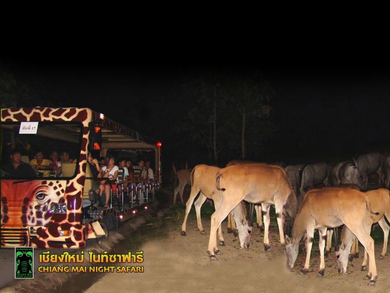 Chiangmai Night Safari