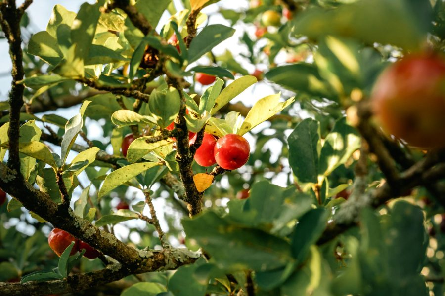 The Apple plantation