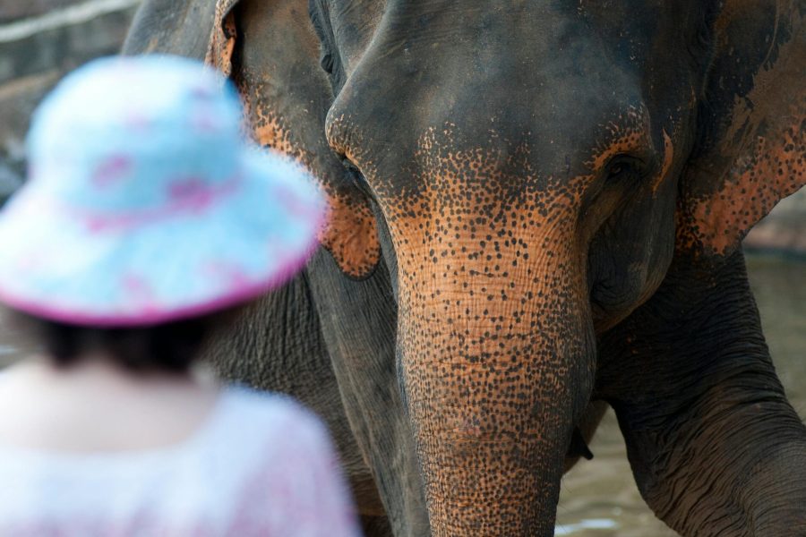 SDEHKT018: JUMBO ELEPHANT MORNING PROGRAM (DURATION 2 HOURS)