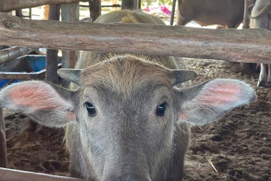 SDEKYO011: KOH YAO YAI EXPERIENCE FULL DAY TRIP (PICK UP FROM KOH YAO NOI)